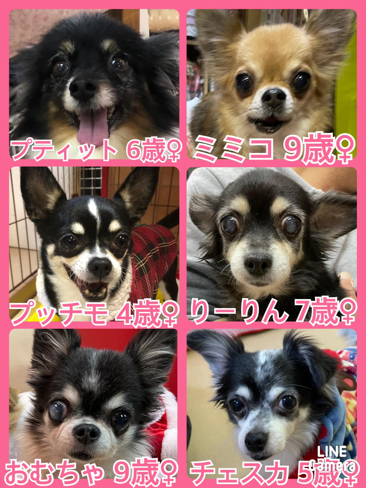 🐾今日の里親様募集中ワンコ🐶メンバーです🐾2021,12,31